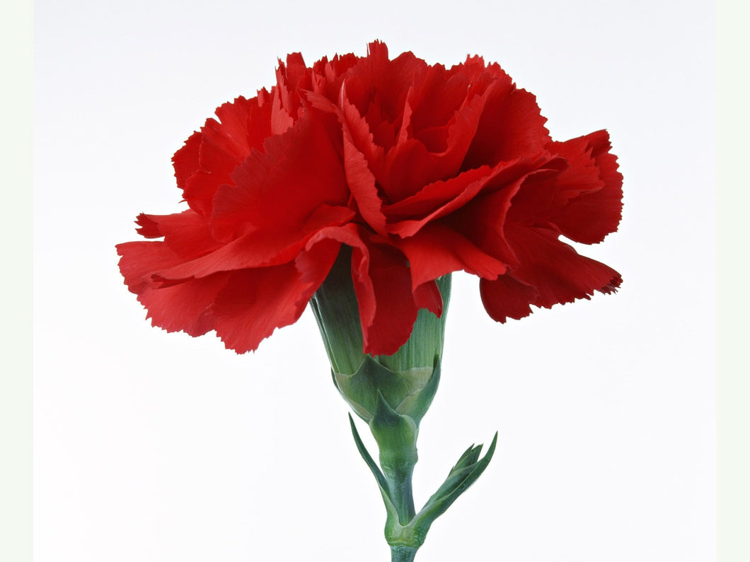 Doctors' Day Red Carnation